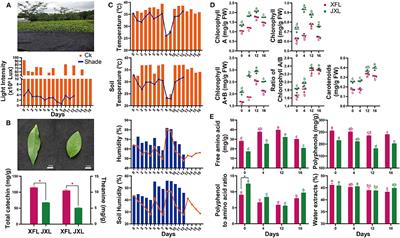 Carbon and Nitrogen Metabolism Are Jointly Regulated During Shading in Roots and Leaves of Camellia Sinensis